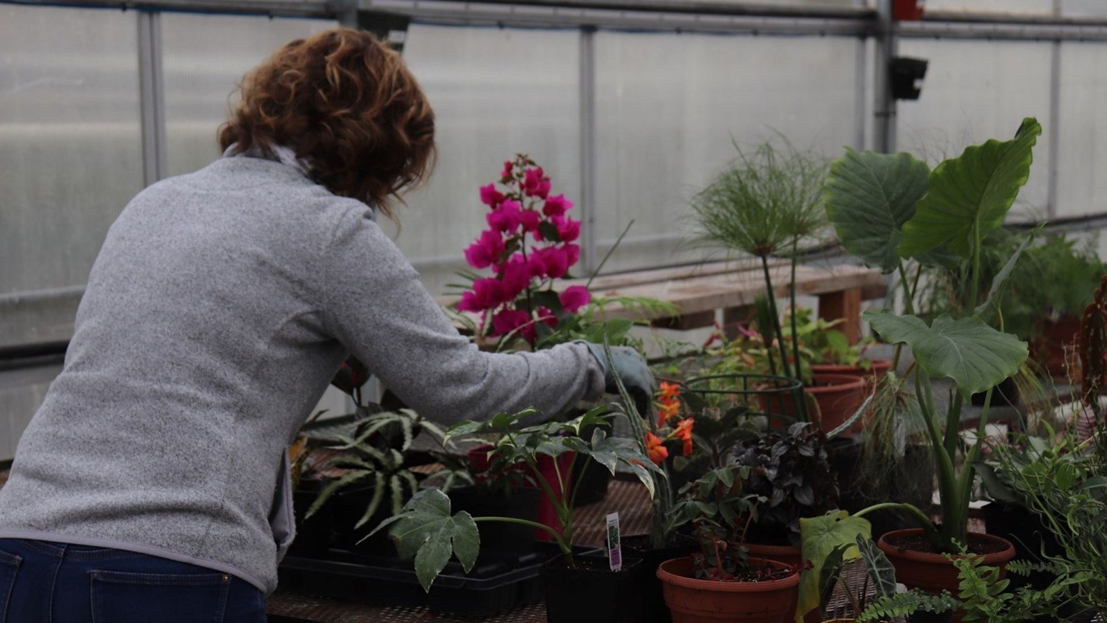 Vente de plantes au Centre de formation professionnelle des Moissons