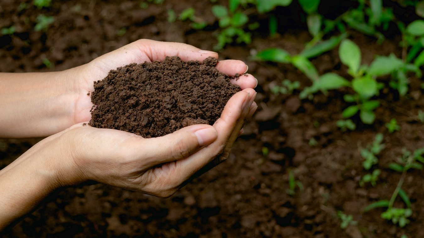 Distribution gratuite de compost en mai