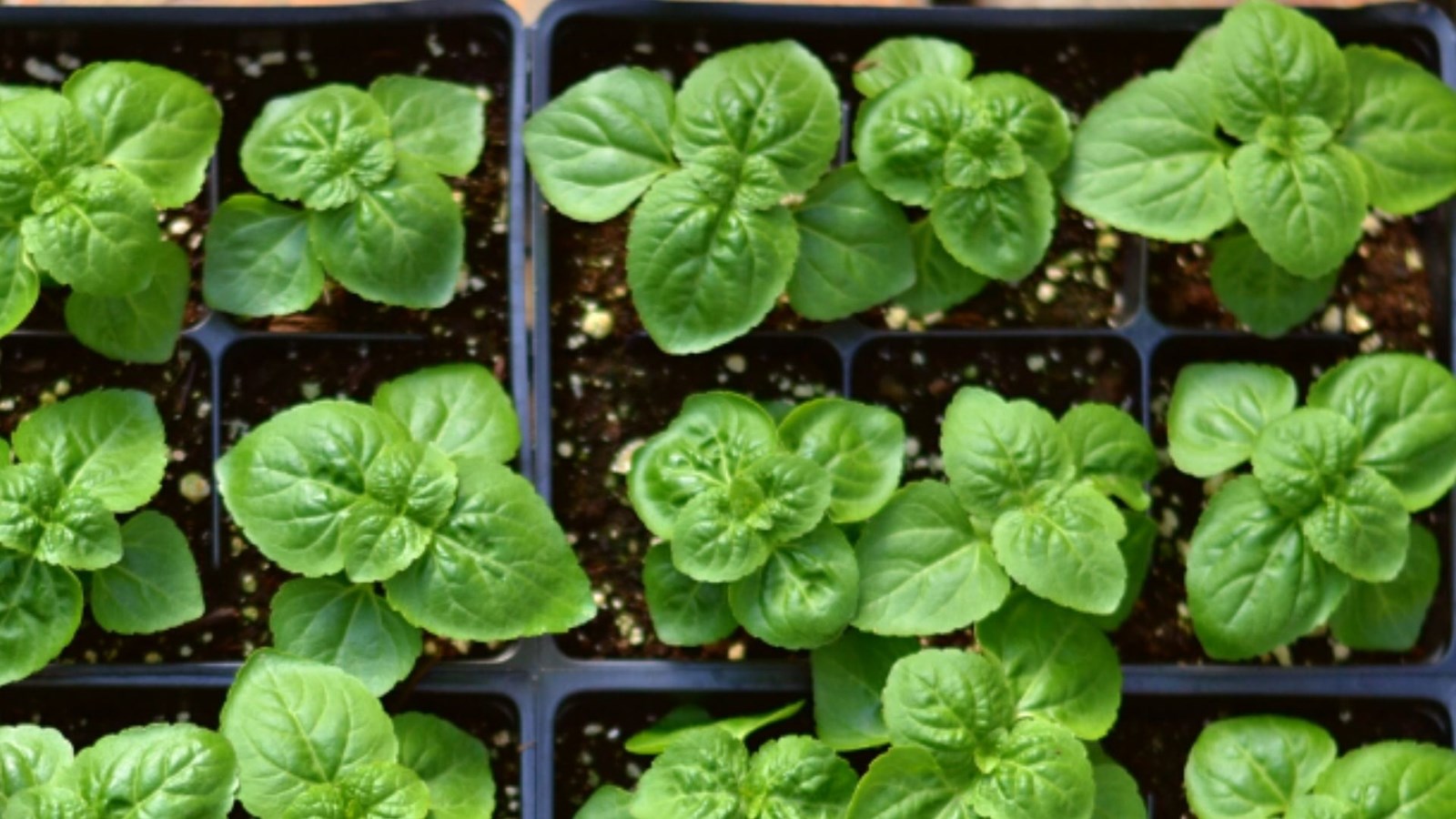 Pré-vente en ligne de plantes comestibles et médicinales