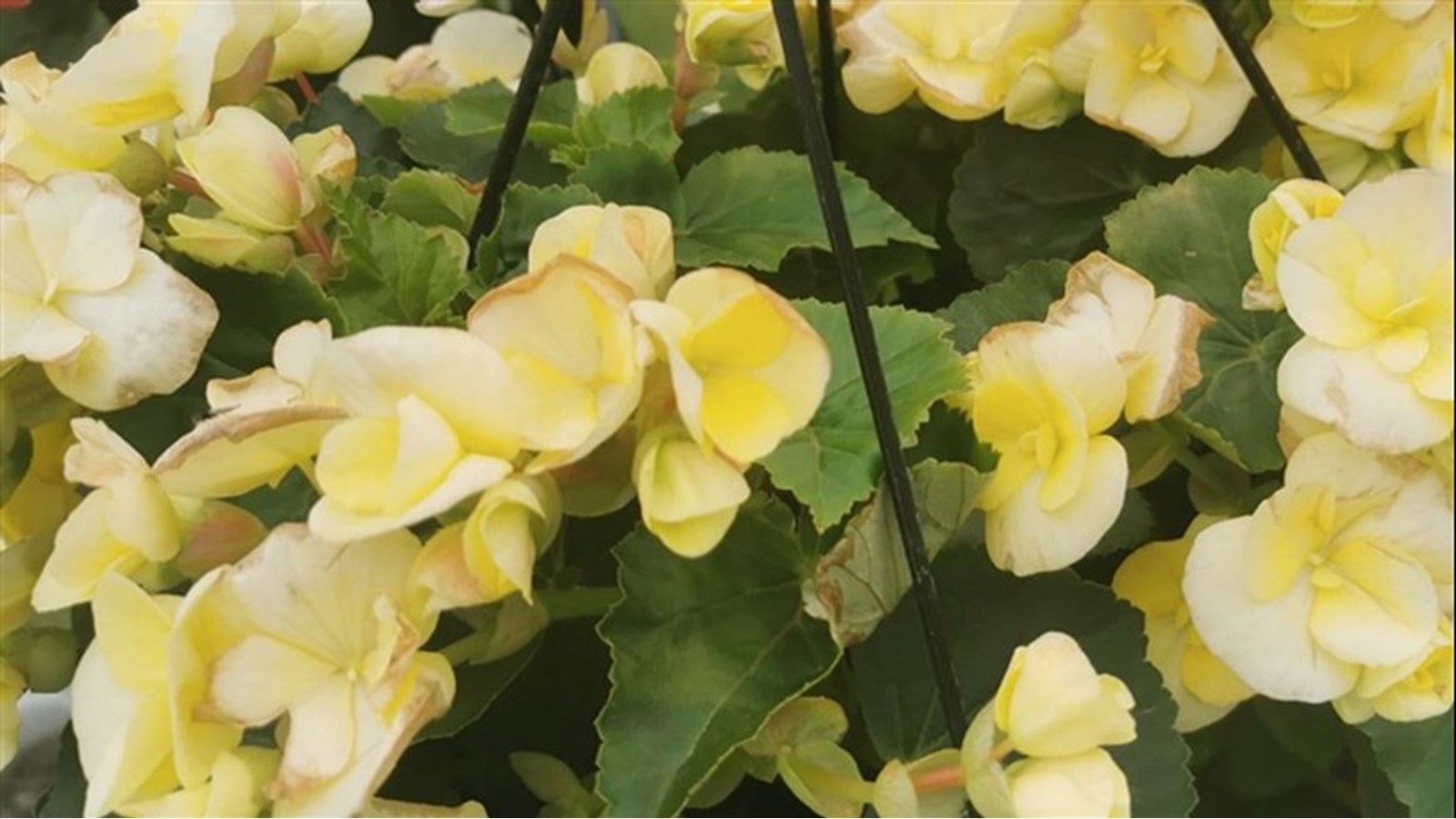 La biodiversité au cœur d'une conférence du PRAQ