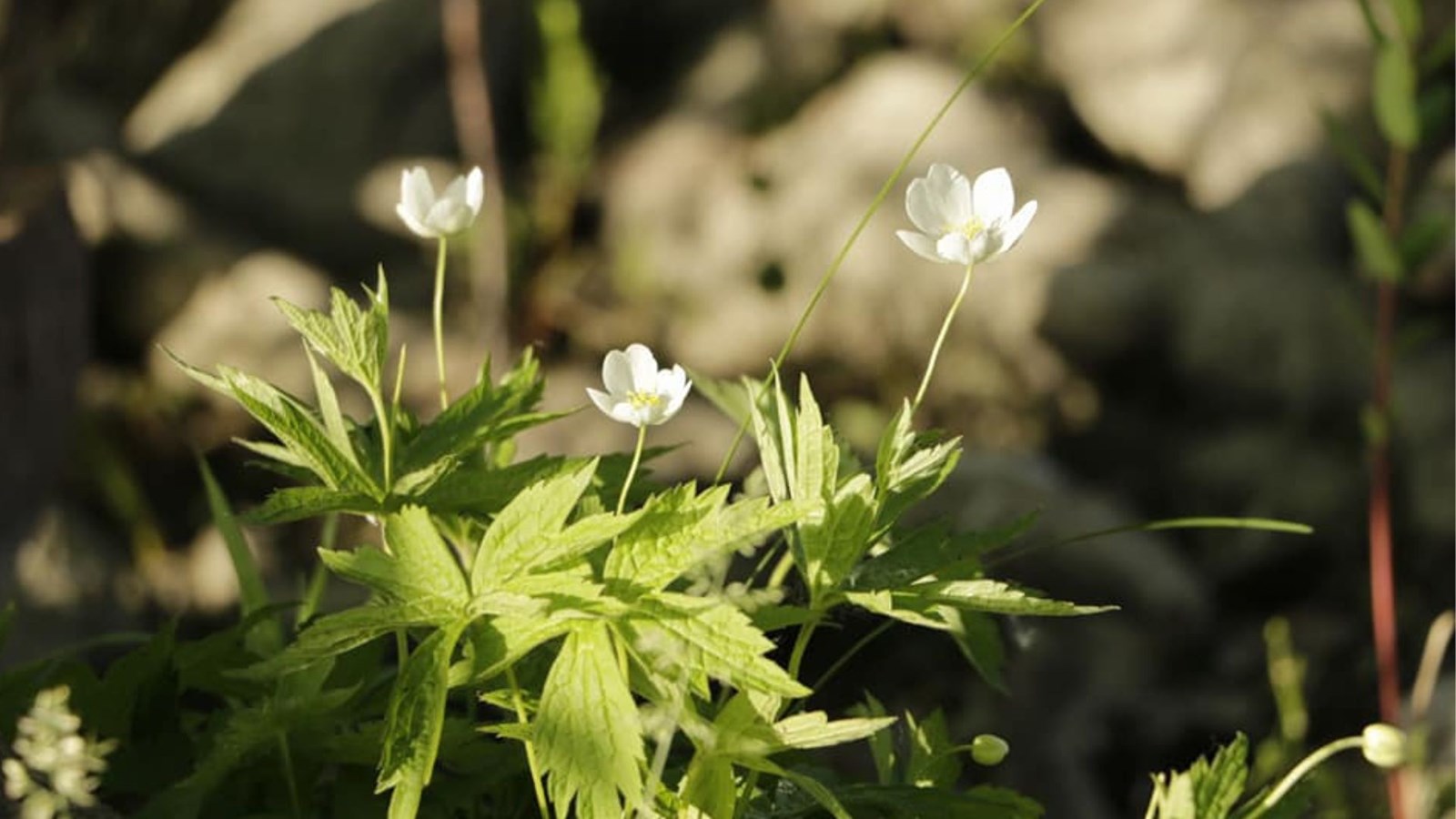 Moins d'une semaine pour nous faire parvenir vos photos sous le thème Début de l'été