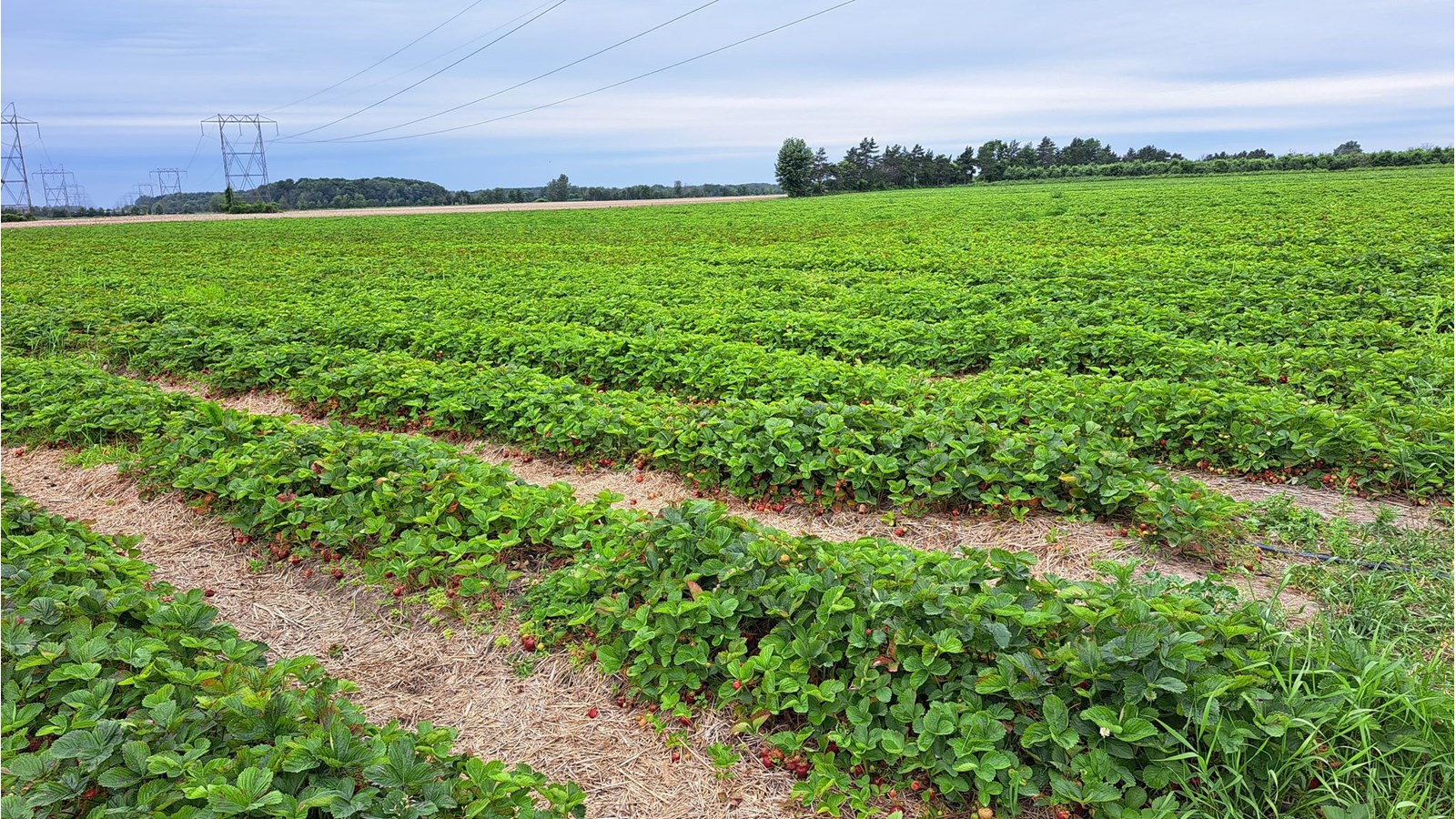 La ferme Hubert Sauvé propose l'autocueillette de petits fruits tel que les fraises, les framboises et les bleuets. On peut aussi cueillir sur place des tomates et des pommes.