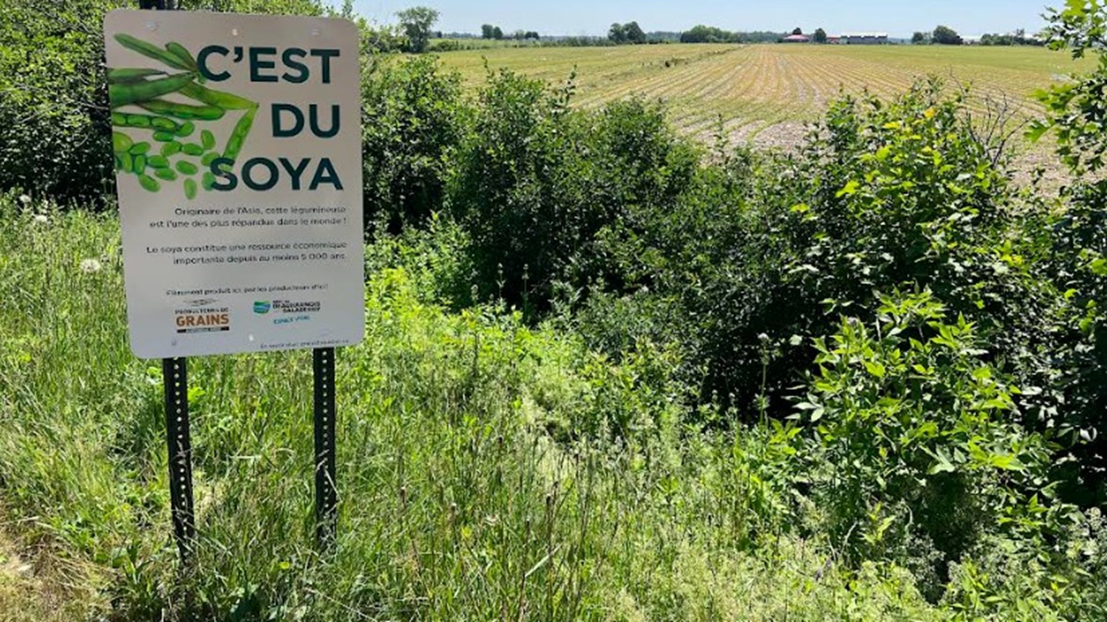 Les Producteurs de grains s'affichent cet été à Sainte-Martine