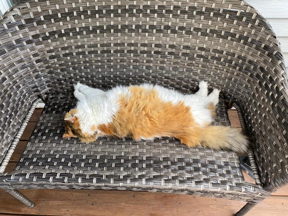 Vos animaux en vacances - Galerie 1