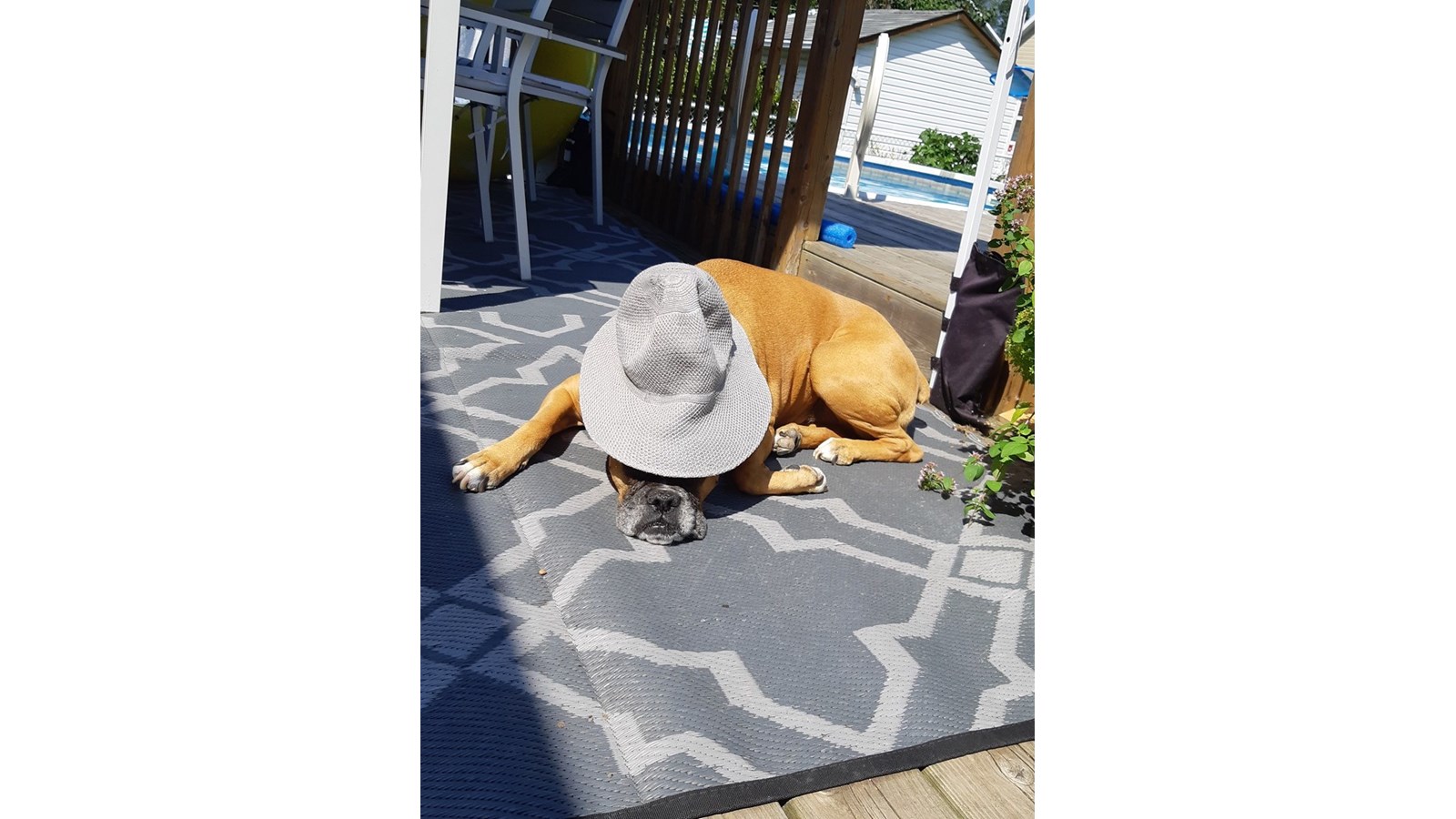 Vos animaux en vacances - Galerie 1