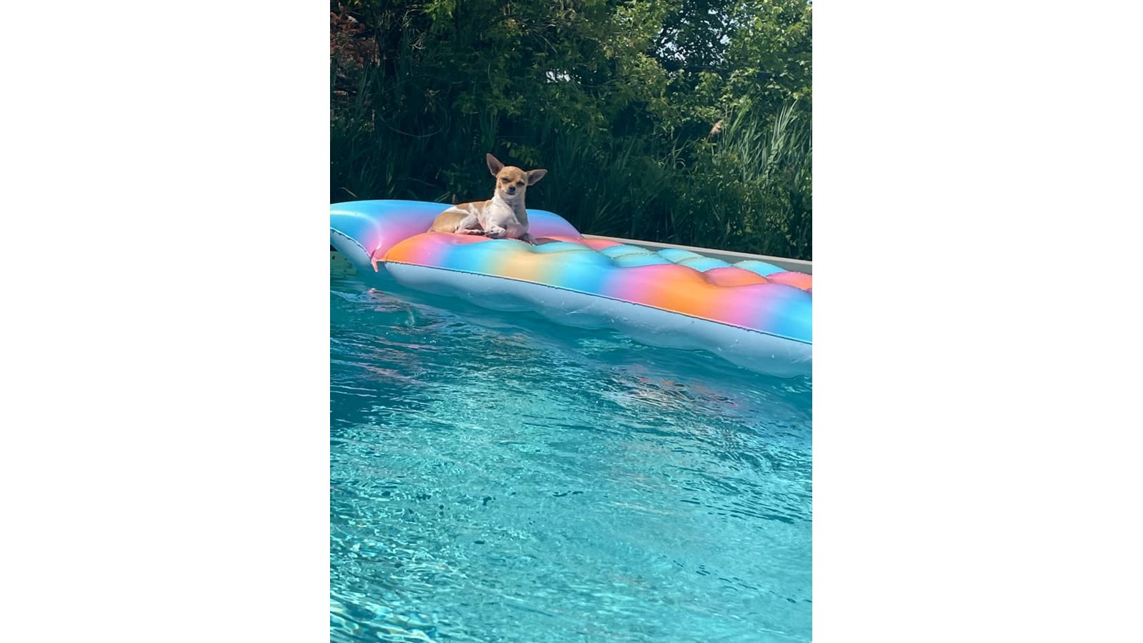 Vos animaux en vacances - Galerie 1