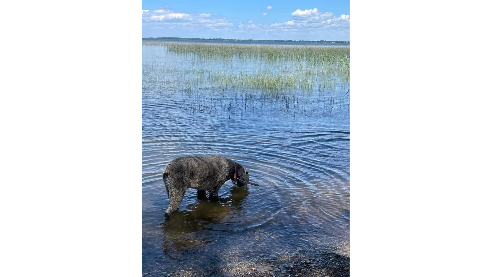 Vos animaux en vacances - Galerie 1