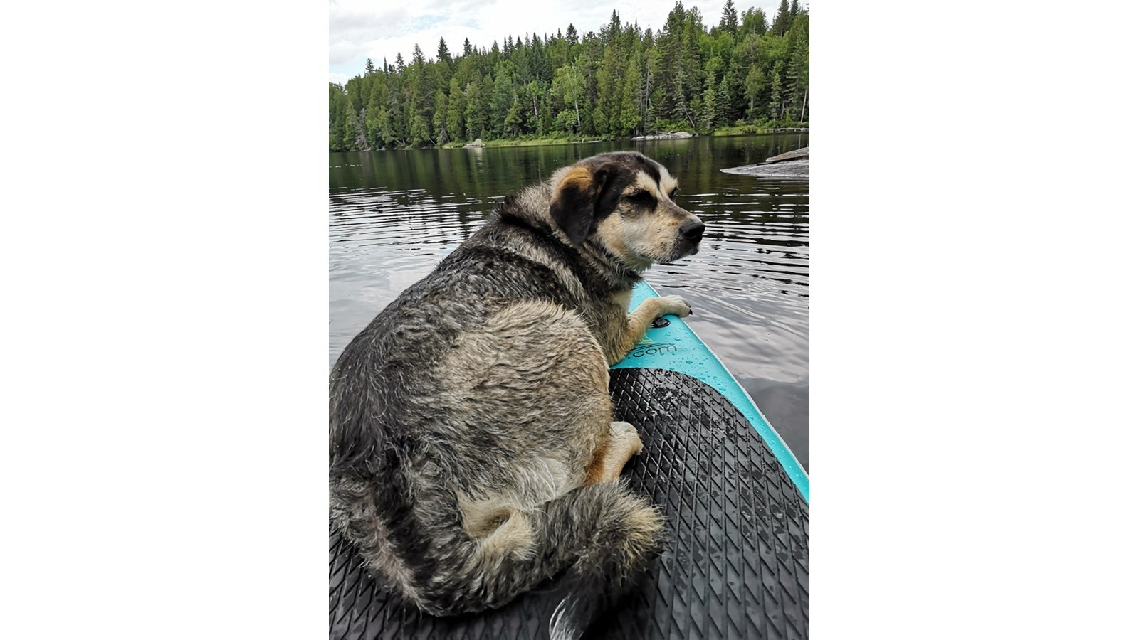 Vos animaux en vacances - Galerie 1