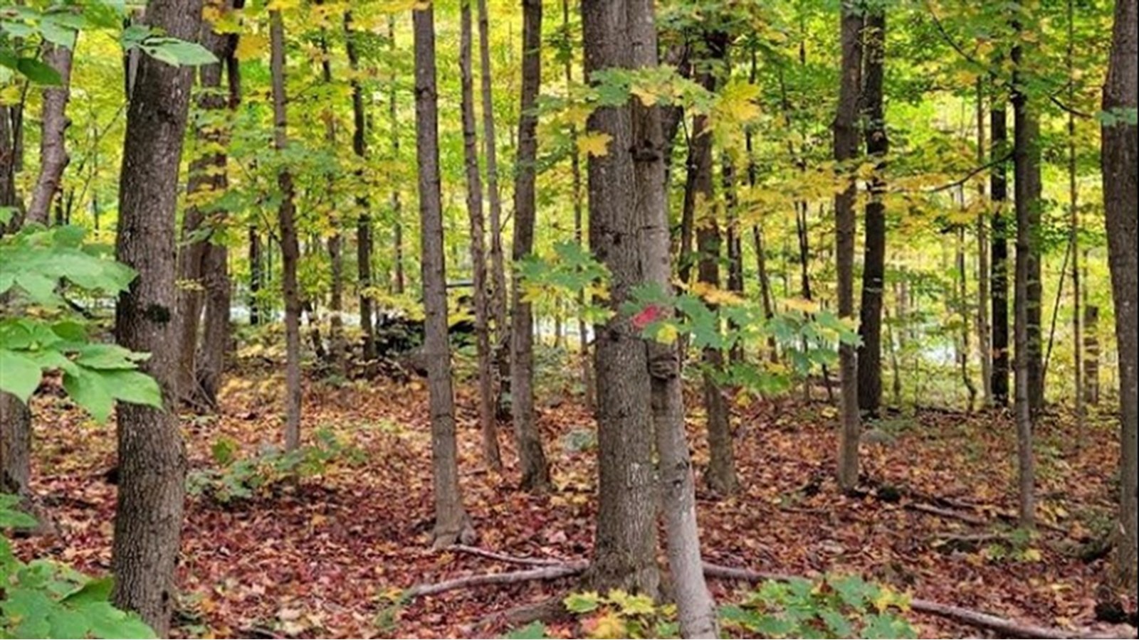 Nature-Action Québec veut protéger toutes les collines Montérégiennes dont le mont Rigaud