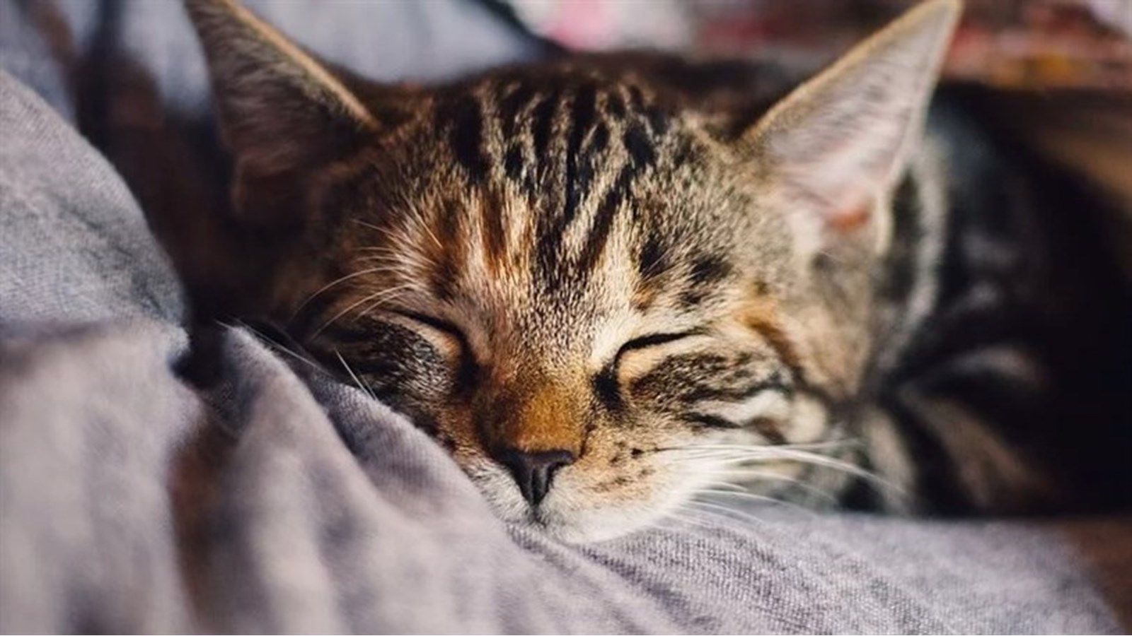 Reprise des activités régulières aux Services animaliers de Salaberry-de-Valleyfield