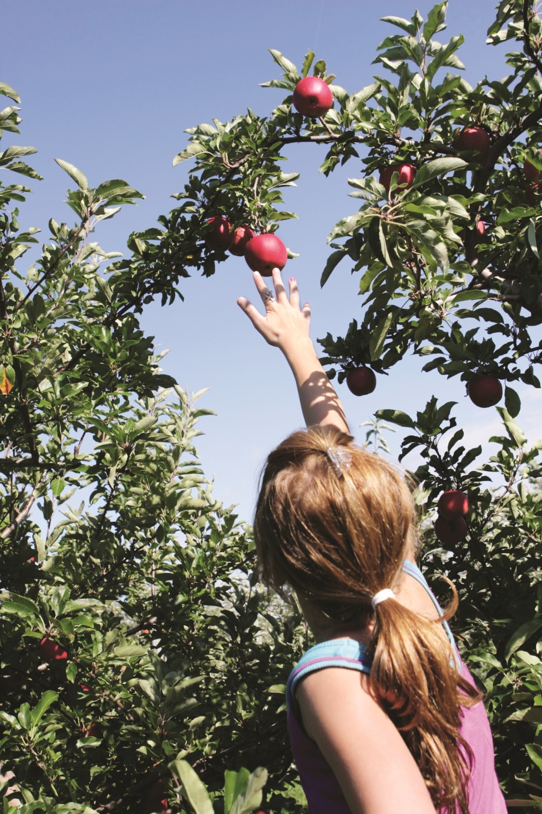 L’autocueillette de pommes plaît à toute la famille. (Photo : Courtoisie)