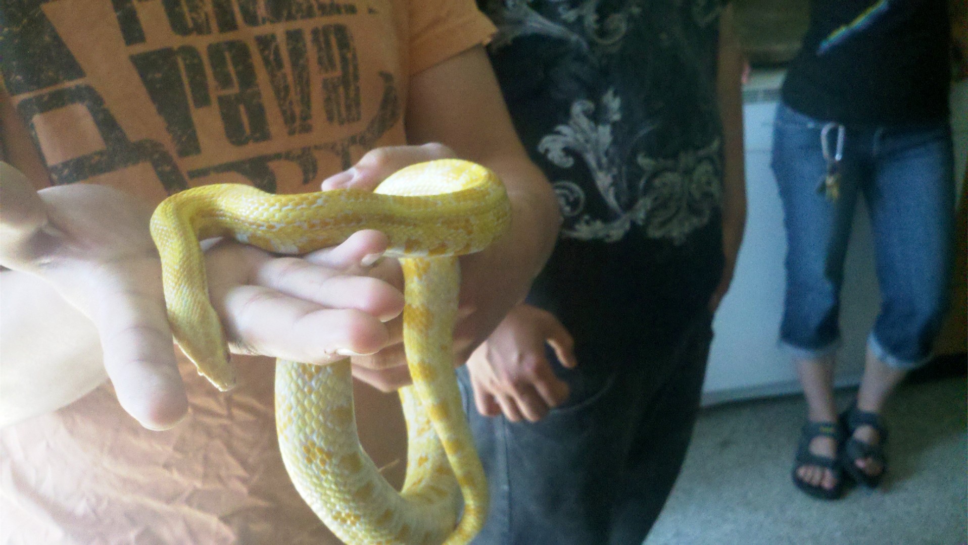 Les différentes variétés de serpents utilisées aux fins de démonstration sont élevés en captivité. (Photo : Courtoisie)