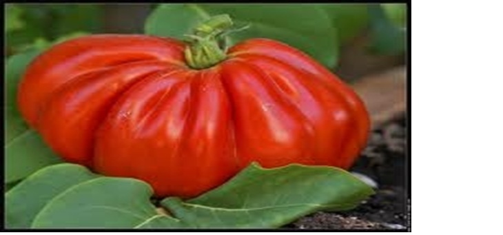 Journée de la tomate