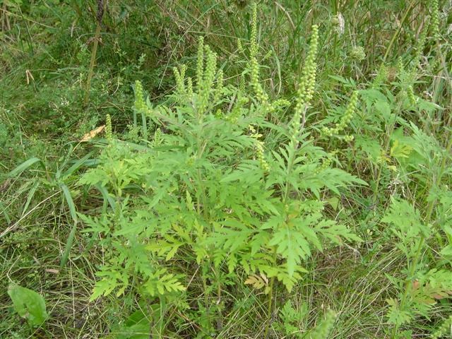 Facile à reconnaître, le feuillage vert grisâtre de l’herbe à poux est très dentelé et est semblable à celui de la carotte.(Photo: Courtoisie)