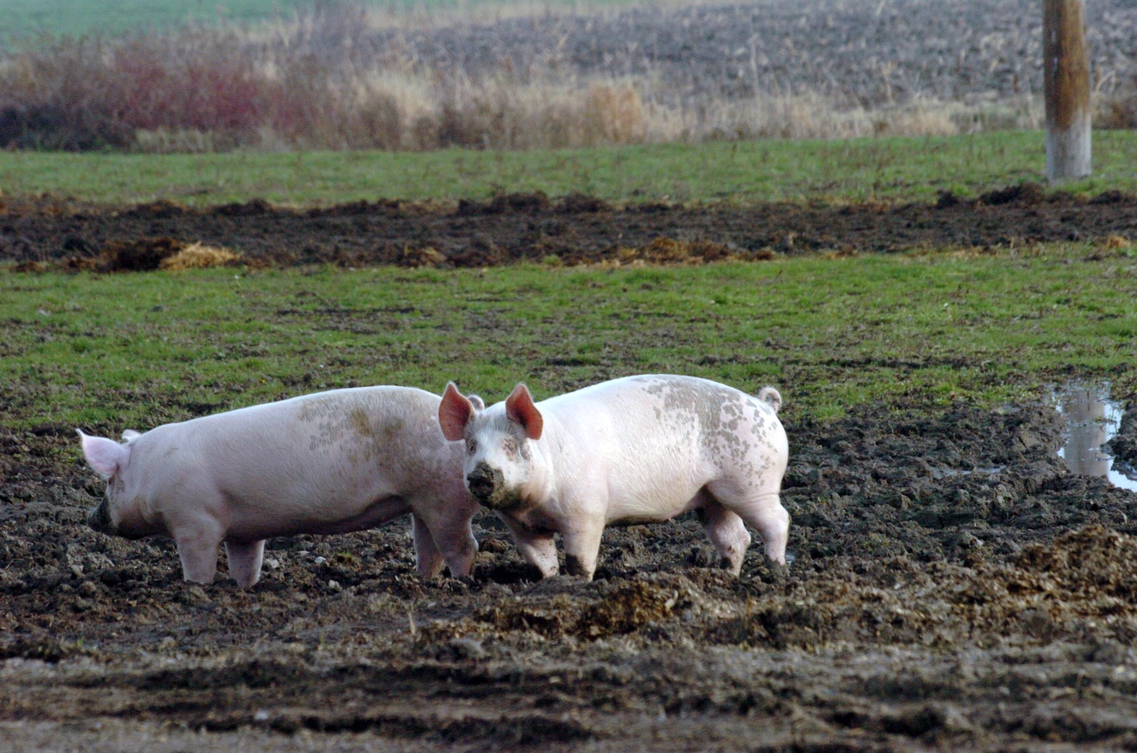 Selon le MAPAQ, en 2013, le Québec a exporté plus de 505 millions de kilogrammes de porc, ce qui représente près de 1,4 milliard de dollars et plus de 22 000 animaux vivants.