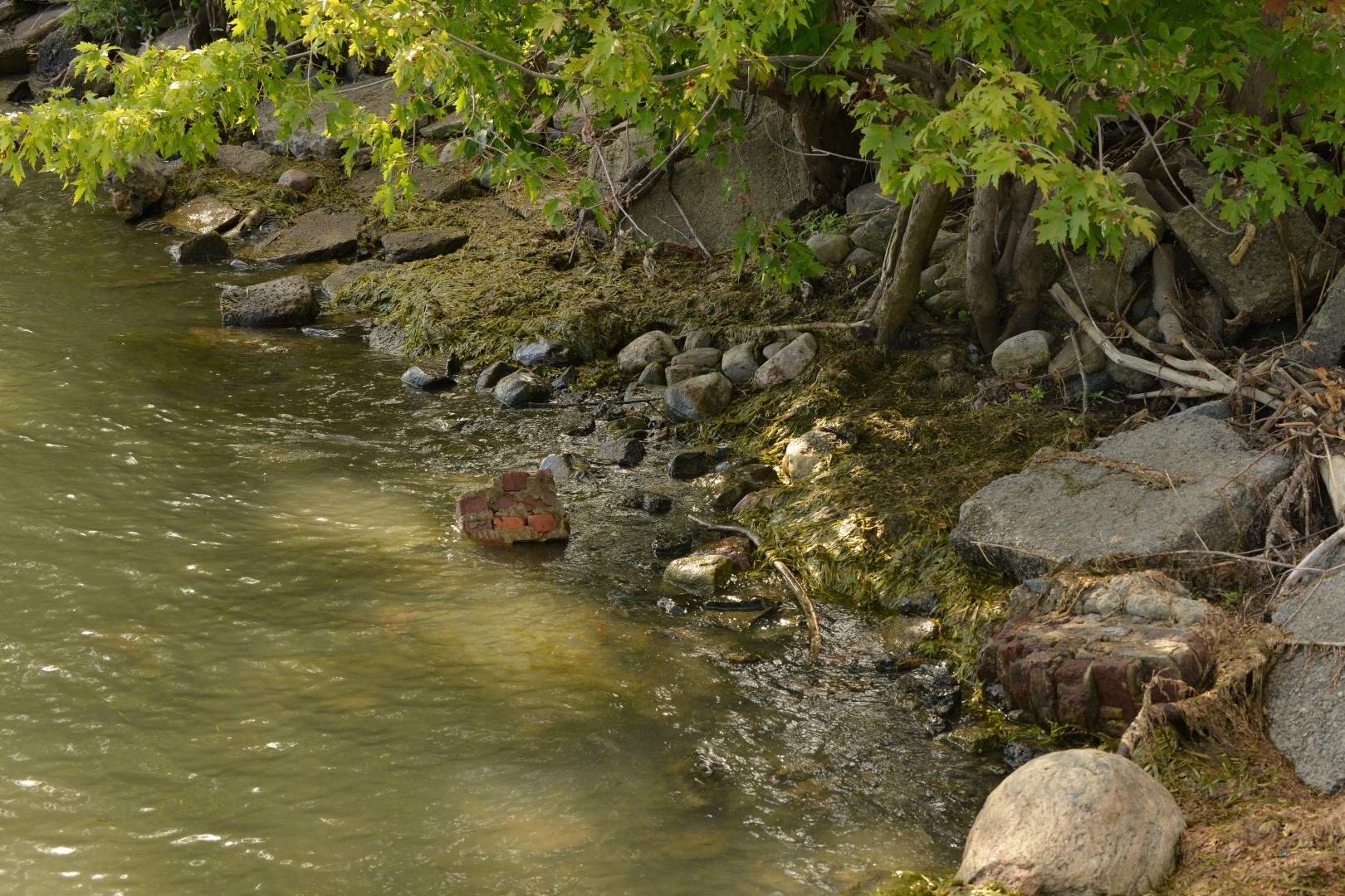 La qualité de l'eau de la rivière Richelieu s’améliore depuis 35 ans.