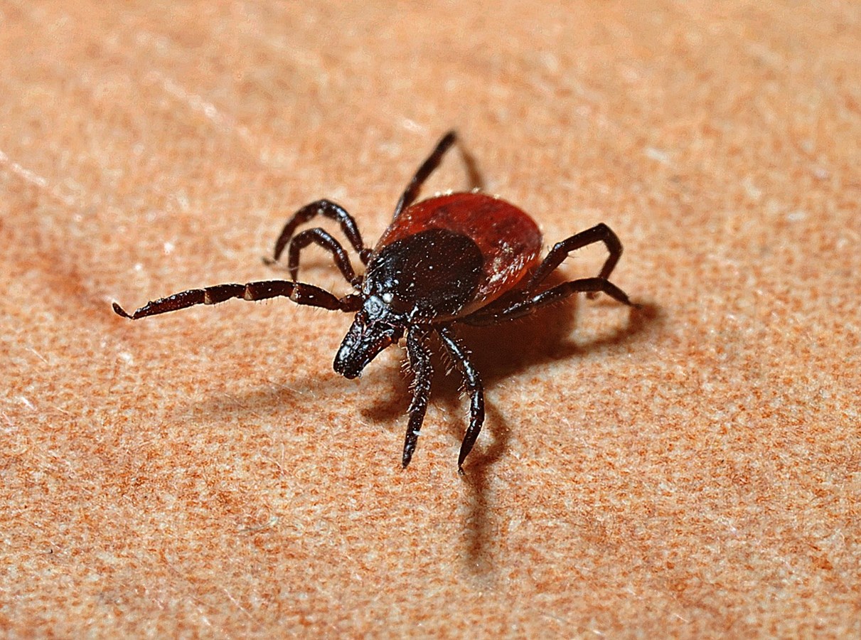 Le gouvernement du Canada prend des mesures contre la maladie de Lyme