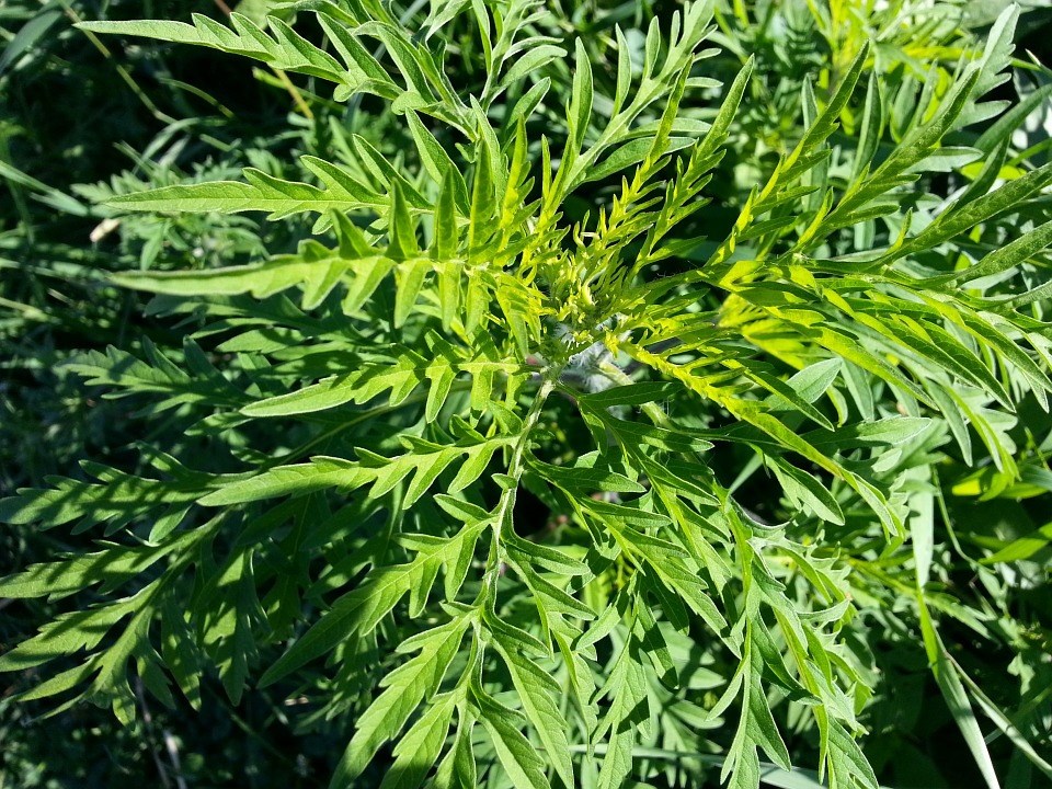Agir contre l'herbe à poux pour la santé de tous