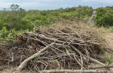 Grand débarras automnal à Carignan: les dépôts de branches et collectes de feuilles et résidus verts commencent
