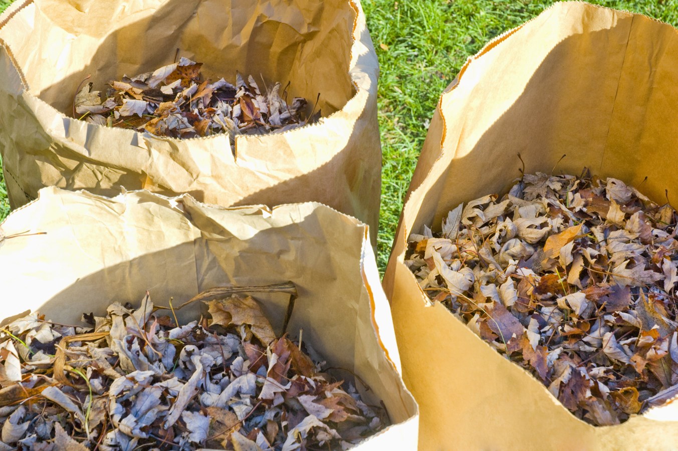 Les prochaines collectes de résidus verts et de branches mortes en novembre