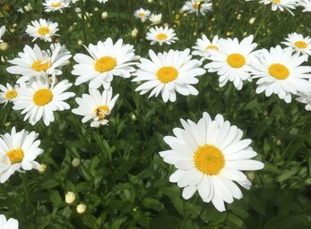 La marguerite blanche devient l’emblème floral de la Ville de Beloeil