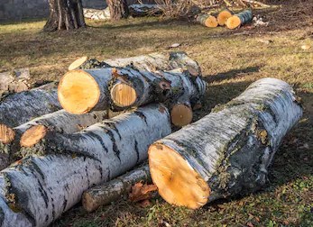 Abattages d'arbres après la tempête: comment faire ?