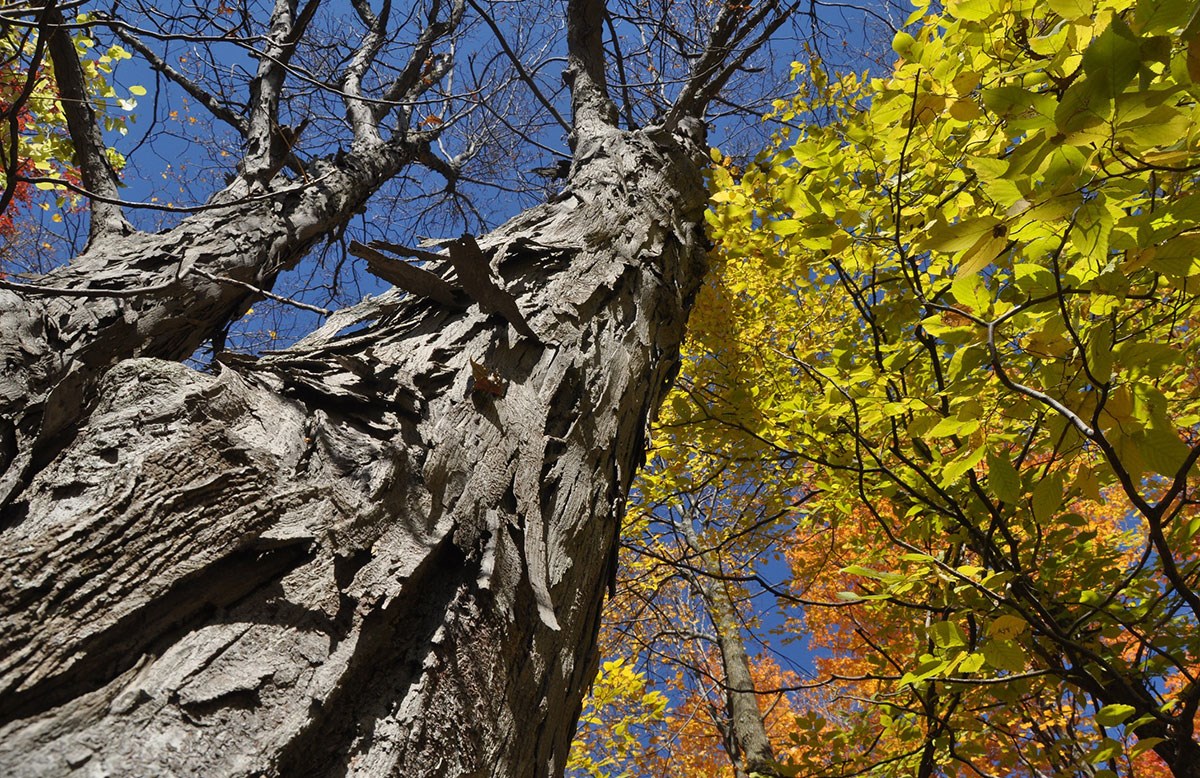 Le caryer ovale devient l'arbre emblème de la Ville de Saint-Jean-sur-Richelieu
