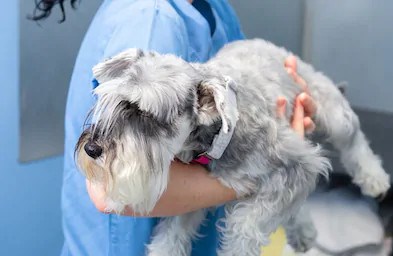 Animaux licenciés: un nouveau système en ligne mis en place