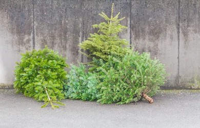 Une seconde vie offerte aux sapins de Noël sur 24 sites de cueillette