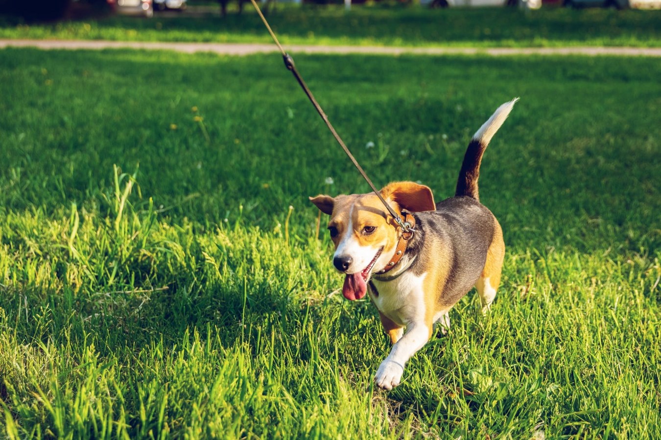 Tout chien de 20 kg et plus doit désormais porter un licou ou un harnais attaché à sa laisse