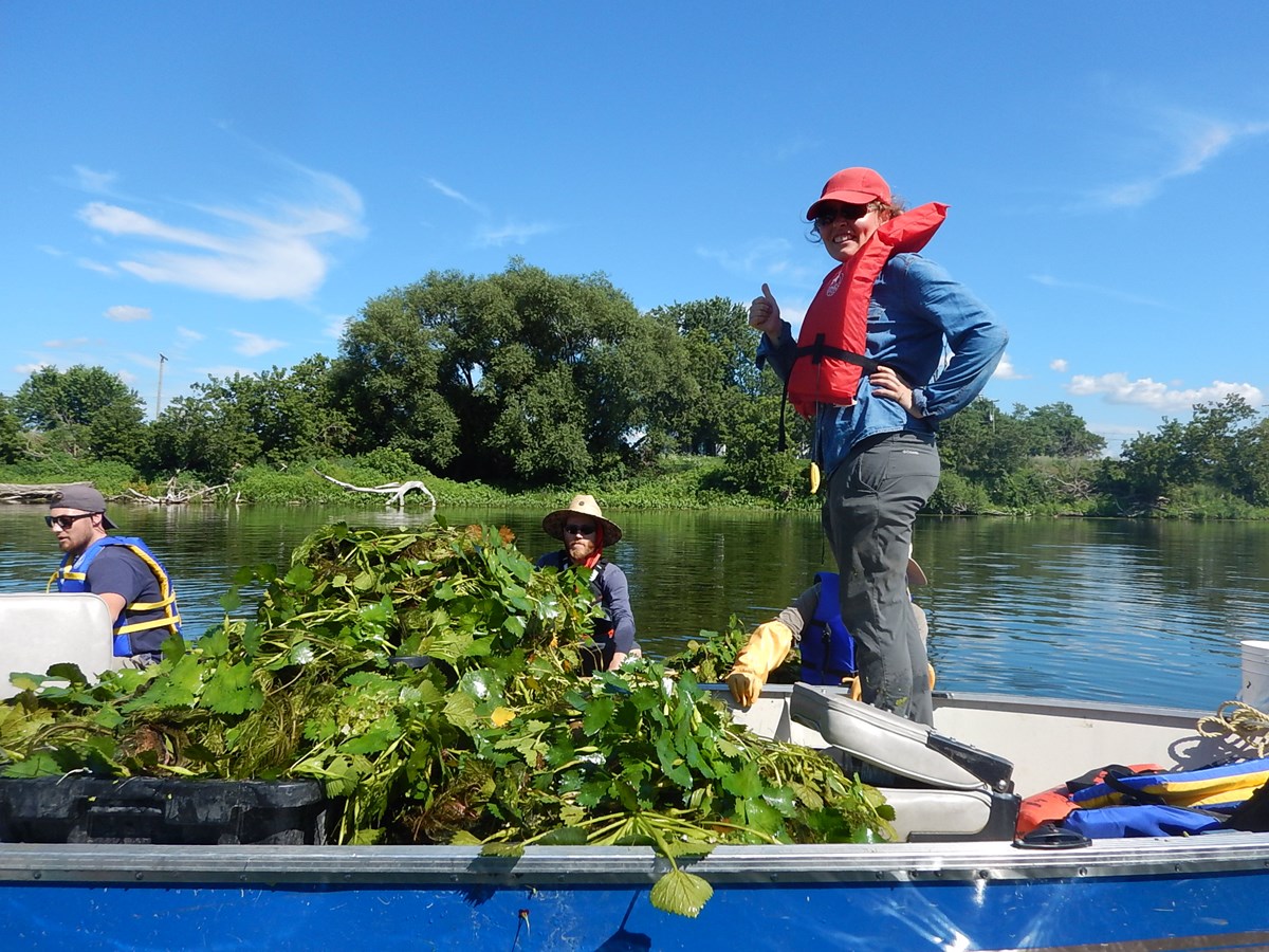 Des techniciens de l’Organisme de bassin versant de la Yamaska (OBV) sur la rivière Yamaska lors de l'une de leurs sorties pour arracher des châtaignes d'eau. 