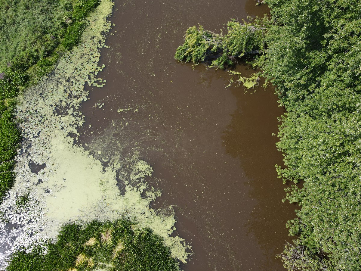 Une section de la Yamaska en partie envahie à gauche par des châtaignes d'eau.