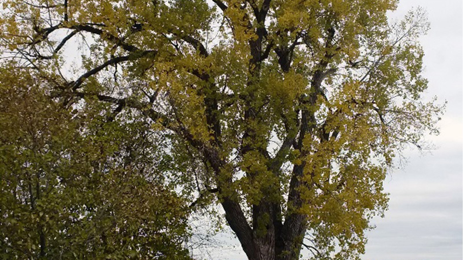 Bien qu’il n’ait pas l’air malade, deux des quatre troncs sont affectés par une importante carie (une grande cavité interne) qui compromet la solidité de la structure de l’arbre