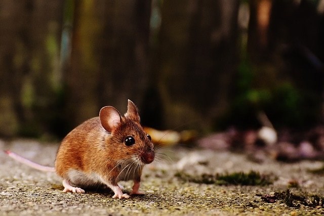 Quels sont les meilleurs moyens pour exterminer les souris?