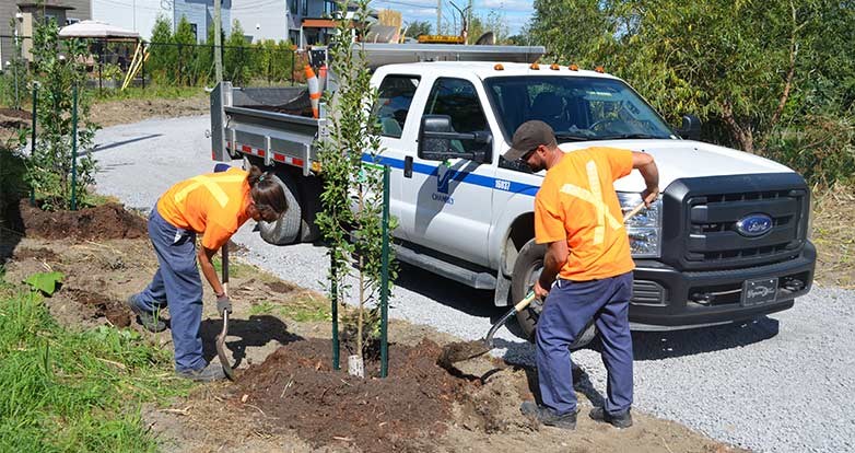 Chambly annonce doubler sa plantation d’arbres en 2020