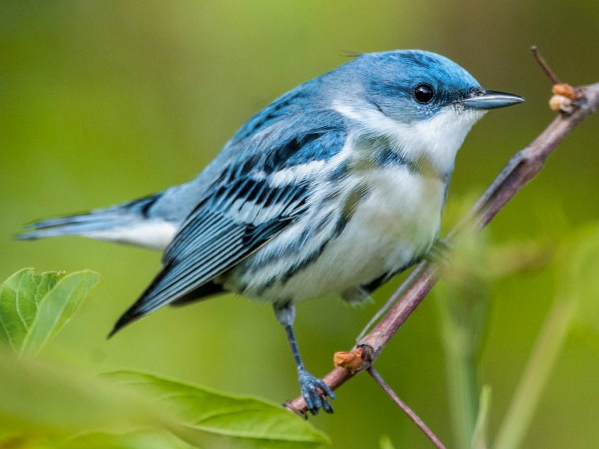 Selon le CRE Montérégie, avec l’adoption de cette loi, certains de ces territoires protégés, des espèces en situation précaire et des habitats fauniques et floristiques qui s’y rattachent, pourraient être perdus à jamais.