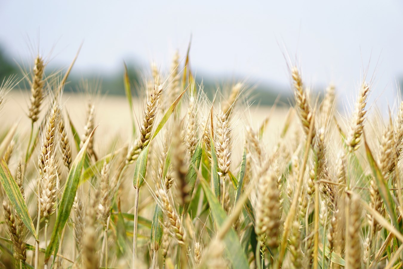 Appel de projets de la Stratégie bioalimentaire Montérégie