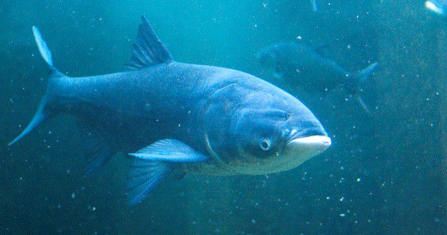 Une carpe de roseau est repêchée du bassin de Chambly