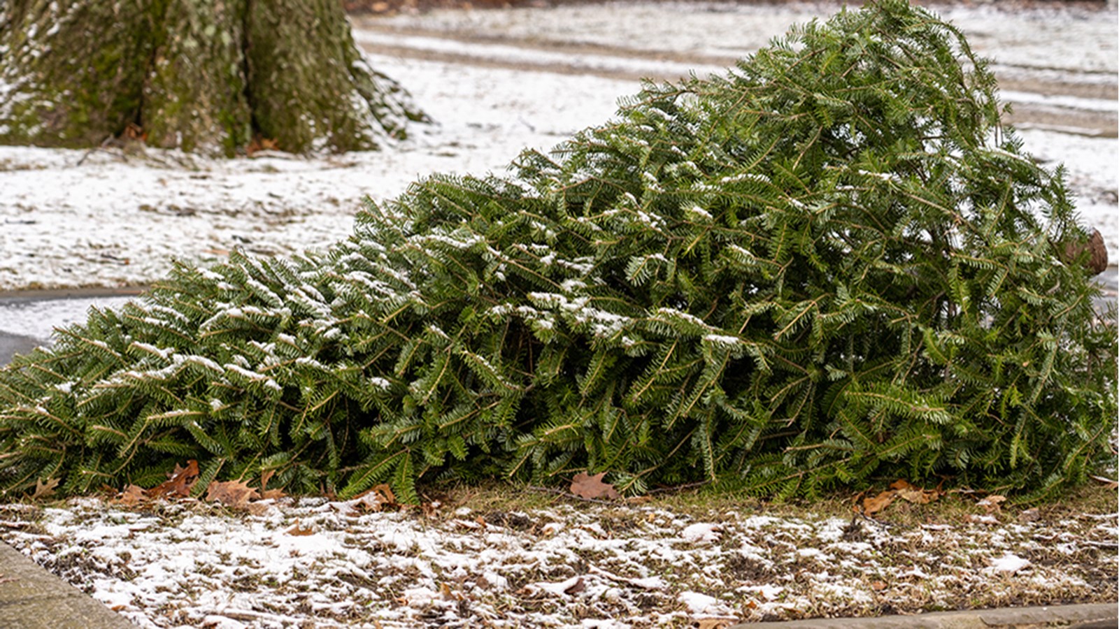 Collecte de sapins naturels ce lundi à Chambly