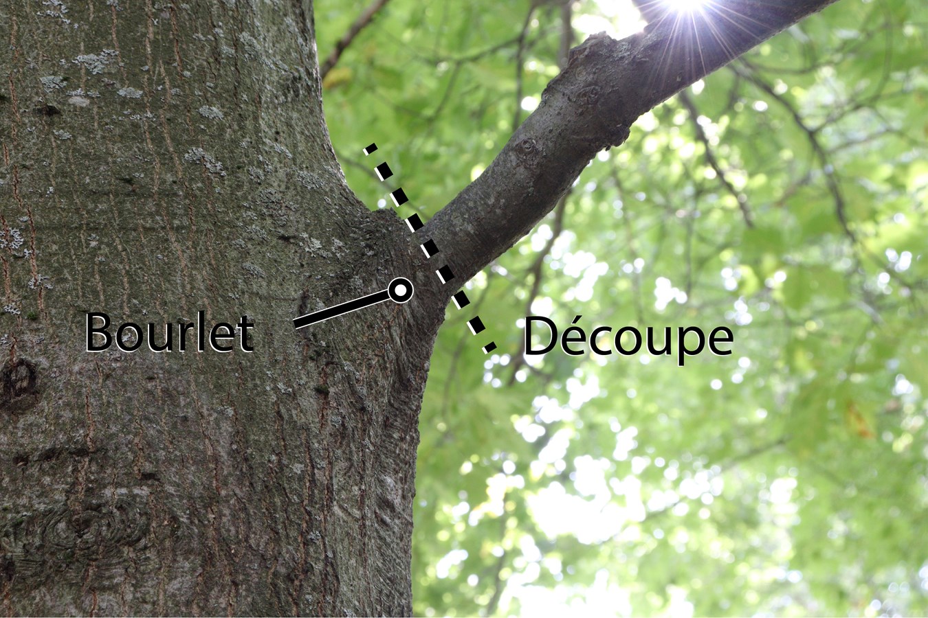 Des conseils sur la taille et l’entretien des arbres