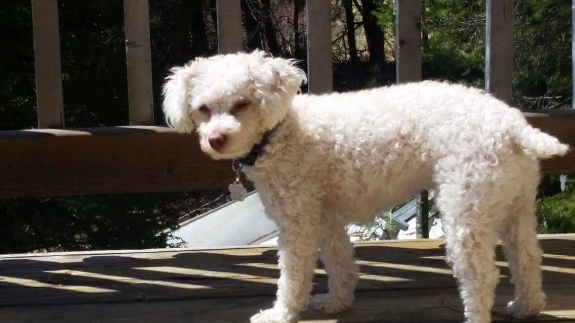 Chambly poursuit son entente avec la SPCA Roussillon pour 2022