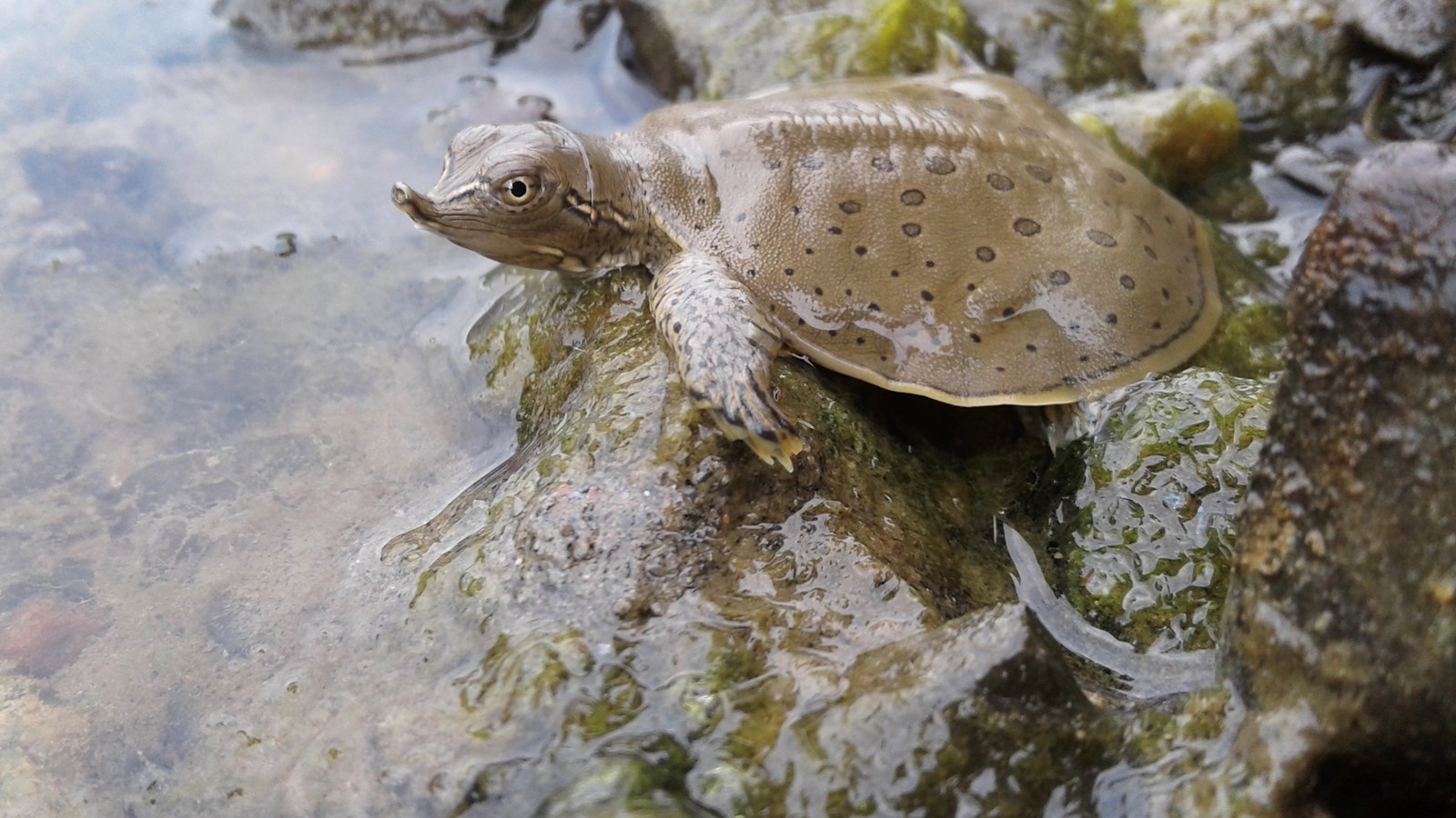 Un groupe de conservation protège cinq îlots de la rivière Richelieu
