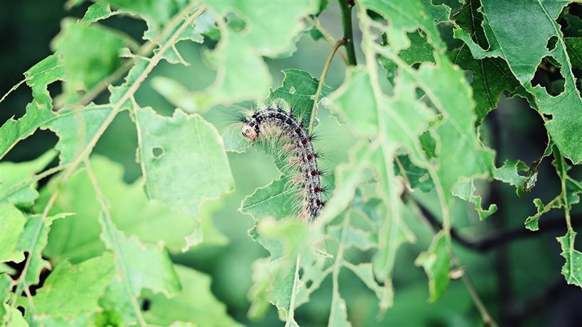 À surveiller dans votre jardin: C'est le retour de la spongieuse