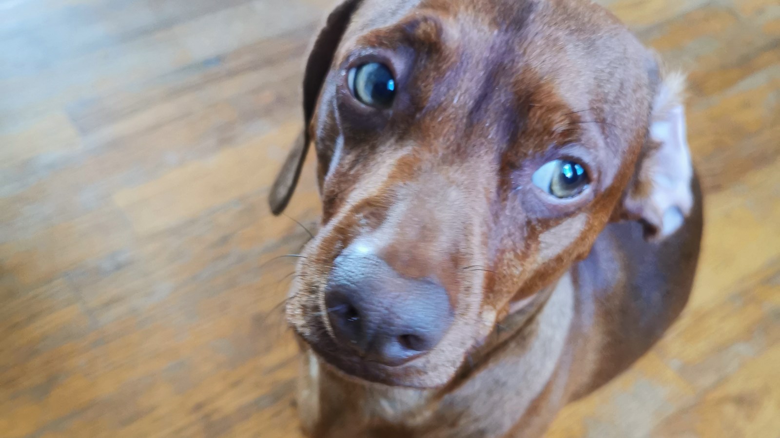 Les feux d'artifice et les chiens ne font pas toujours bon ménage
