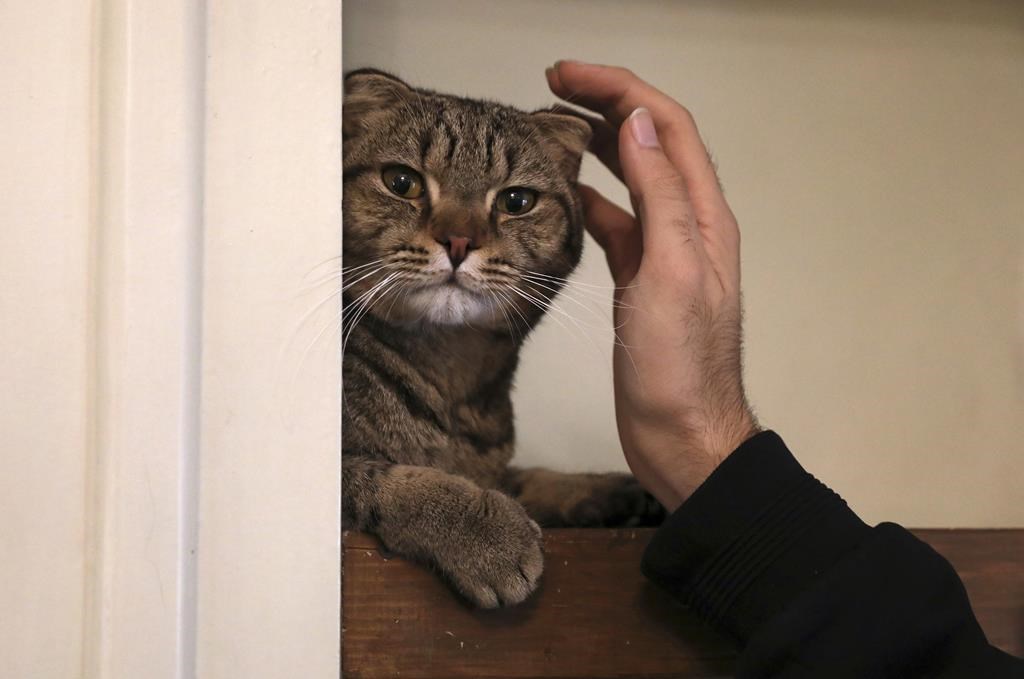 Hausse d'abandons d'animaux de compagnie provoquée par l'inflation