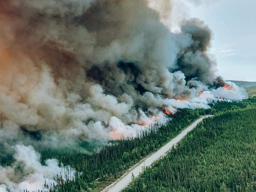 Les feux de forêt auront un dur impact sur la faune, incluant les poissons