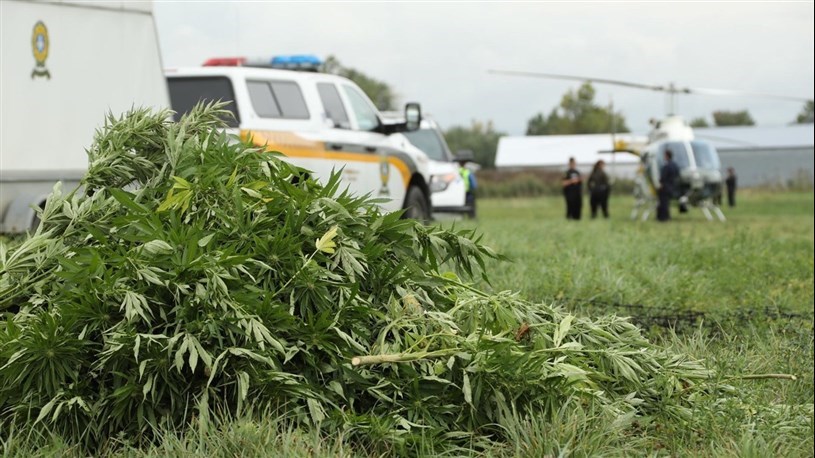 Les policiers de la SQ à l'affût de la culture extérieure illicite de cannabis 