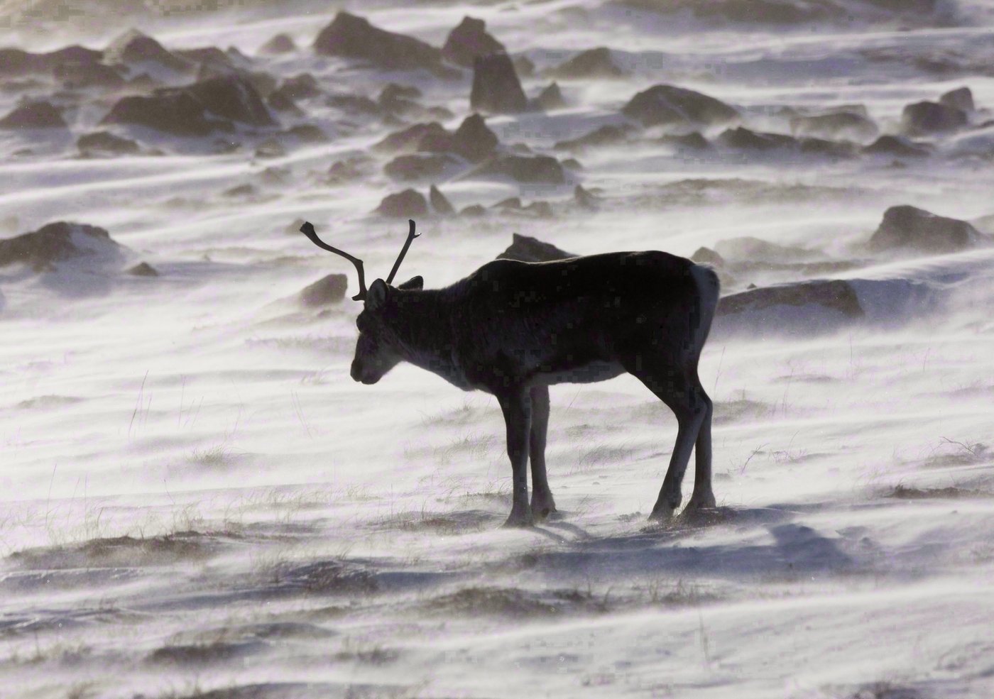 Caribou: Guilbeault fait miroiter beaucoup d'argent et invite Québec à négocier