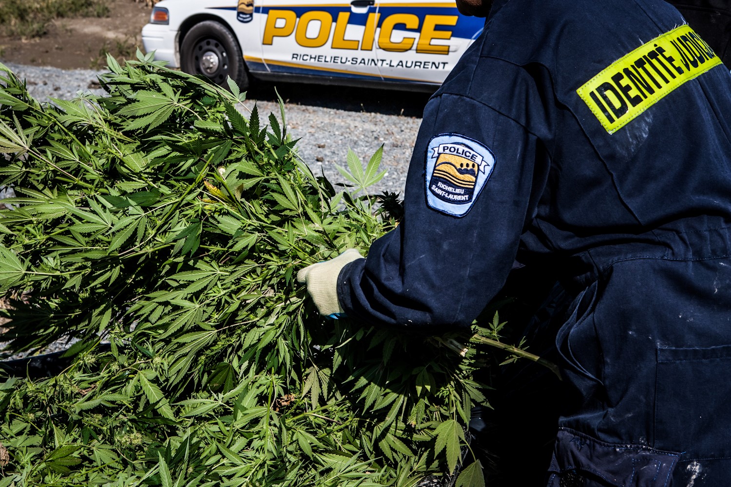 Saisie de 53 plants de cannabis à Mont-Saint-Hilaire