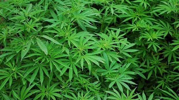 Éradication des plants illicites de cannabis: plus de 2808 saisis en Montérégie